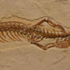 Image for article titled Brazil Would Like Its Four Legged Snake Fossil Back